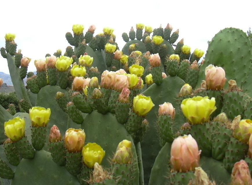 Opuntia ficus-indica / Fico d ''India